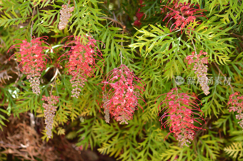 Grevillea Banksii /红色丝滑橡木花